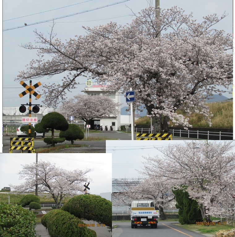 🌸今年も桜満開です🌸